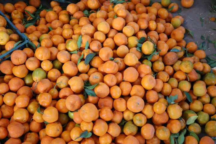 قفل بازار مرکبات نوبرانه مازندران با ورود نارنگی زودرس شکسته شد