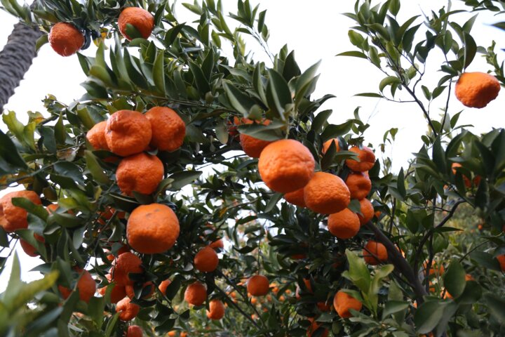 بی رغبتی باغداران مازندران نسبت به احیای باغهای مرکبات