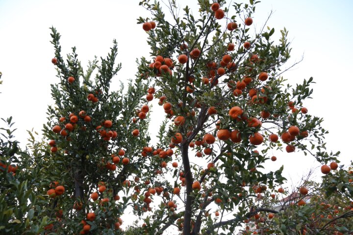 نجات طلای نارنجی هرمزگان؛ گام بلند برای تثبیت برند جهانی &laquo;نارنگی سیاهو&raquo;