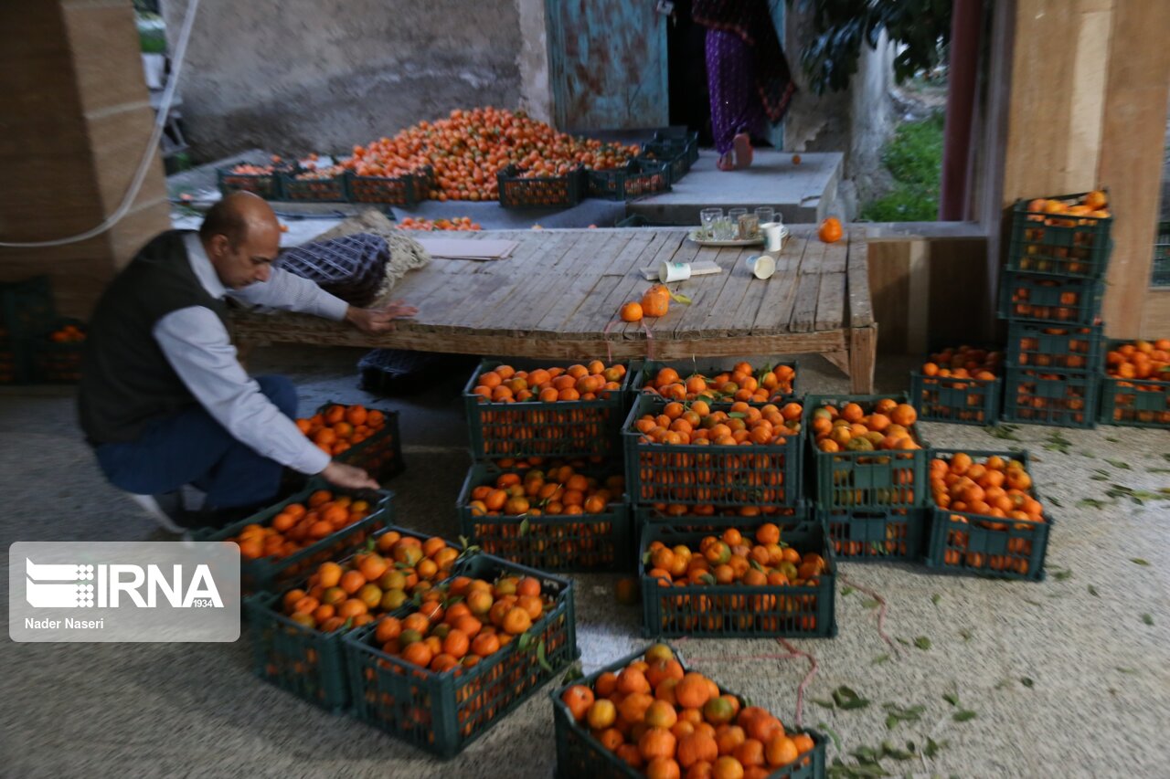 از صادرات ۱۵۰ تنی نارنگی مازندران تا بدبینی  آمریکایی‌ها به آینده جوانانشان 