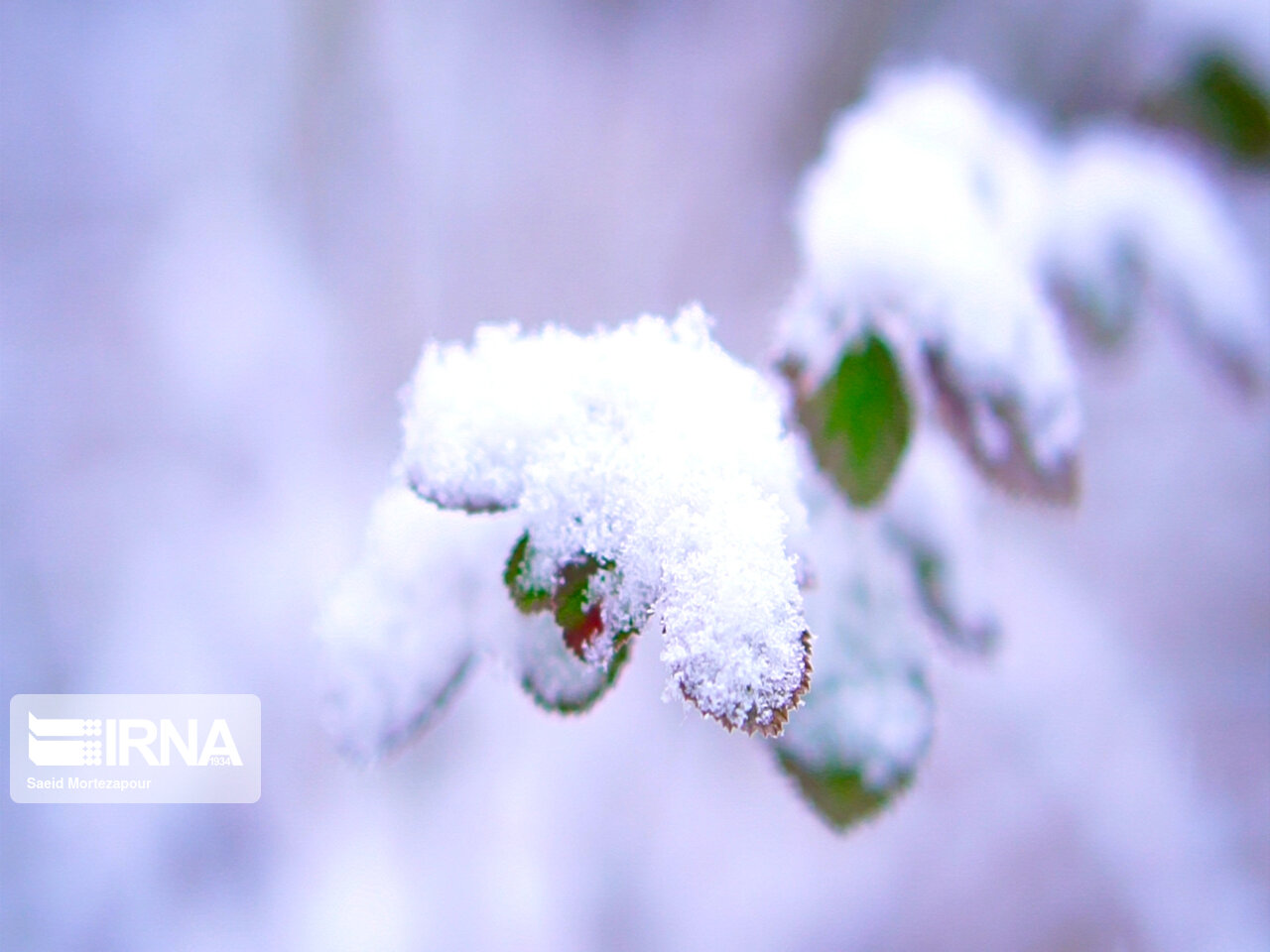 بارش برف تا ۲ روز آینده در زنجان ادامه دارد بارش برف تا ۲ روز آینده در زنجان ادامه دارد