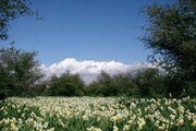 پیش بینی برداشت ۱۰۰ میلیون شاخه گل نرگس در کازرون فارس