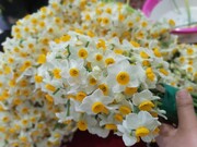رکورددار موفق تولید گل نرگس بهبهان در مستند "رکورداران"