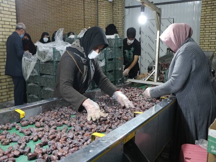 عملیات اجرایی احداث طرح توسعه‌ای صادرات خرما در رفسنجان آغاز شد