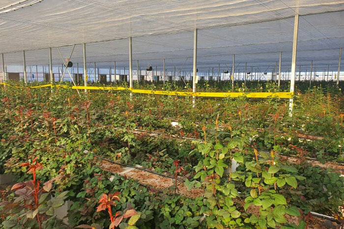 ۲۵۰ هکتار مجتمع گلخانهای در استان اردبیل در دست ساخت است