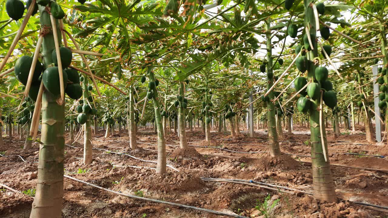 نخستین مزرعه پاپایا در استان تهران افتتاح شد