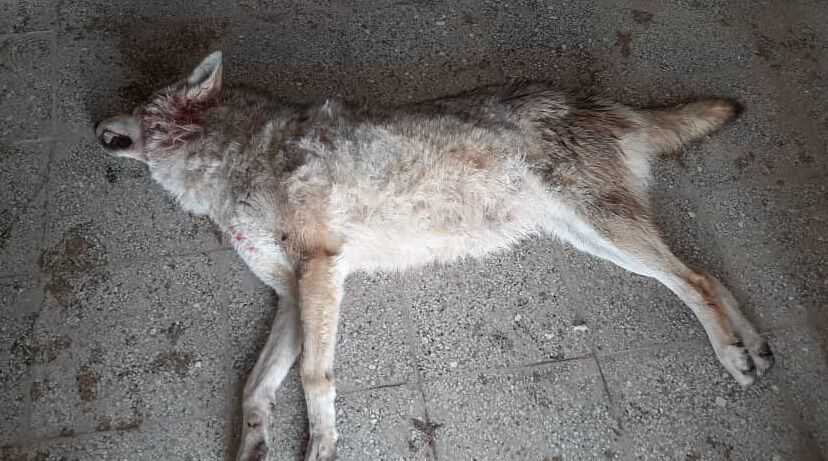 برف مازندران گرگ فیلم سینمایی «برفِ آخر» را به کشتن داد