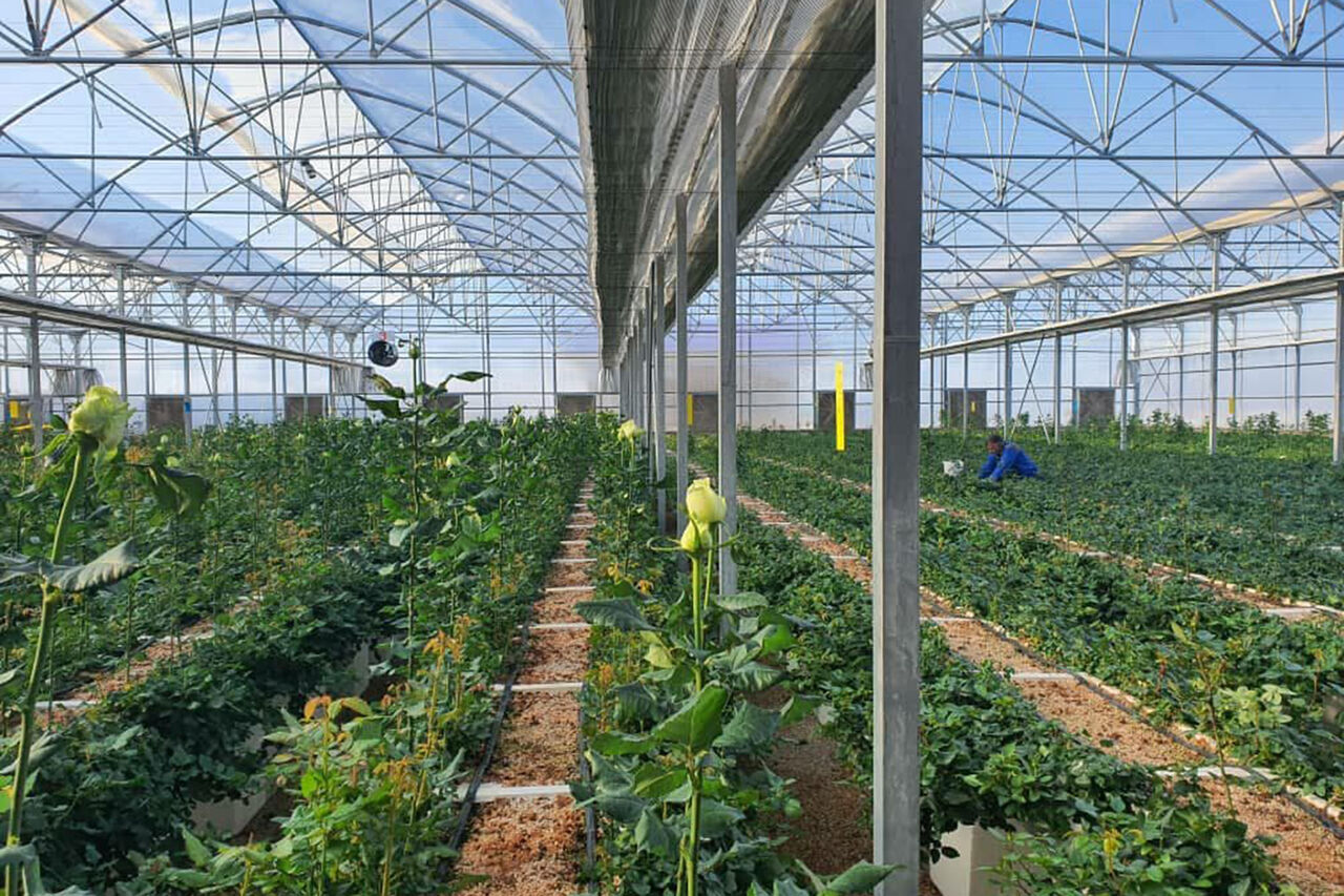 ۲۵۰ هکتار مجتمع گلخانهای در استان اردبیل در دست ساخت است ۲۵۰ هکتار مجتمع گلخانهای در استان اردبیل در دست ساخت است