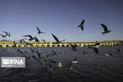 Migratory birds over Zayandeh-Rood River in central Iran