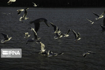 Migratory birds over Zayandeh-Rood River in central Iran