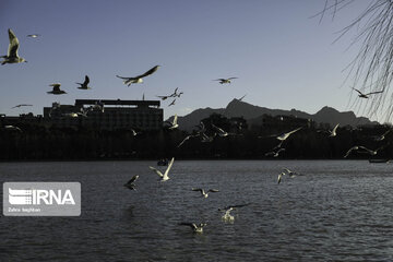 Migratory birds over Zayandeh-Rood River in central Iran