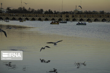 Migratory birds over Zayandeh-Rood River in central Iran