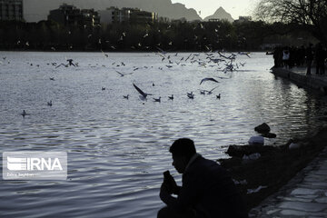 Migratory birds over Zayandeh-Rood River in central Iran