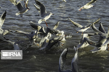 Migratory birds over Zayandeh-Rood River in central Iran