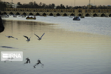 Migratory birds over Zayandeh-Rood River in central Iran