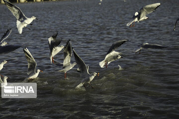 Migratory birds over Zayandeh-Rood River in central Iran