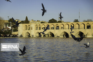 Migratory birds over Zayandeh-Rood River in central Iran