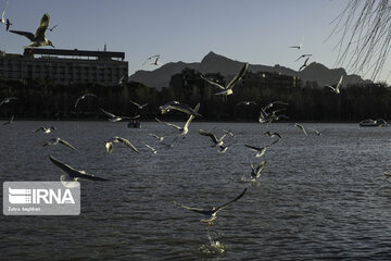 Migratory birds over Zayandeh-Rood River in central Iran