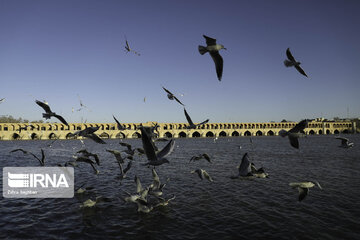 Migratory birds over Zayandeh-Rood River in central Iran