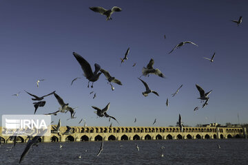 Migratory birds over Zayandeh-Rood River in central Iran