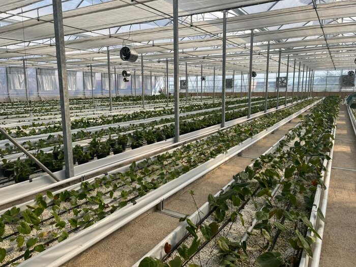 استاندار: مازندران 12 درصد سبد غذایی کشور را تامین میکند 2