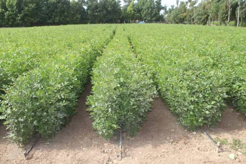 توزیع یک میلیون و ۳۰۰ هزار اصله نهال در استان مرکزی هدفگذاری شد توزیع یک میلیون و ۳۰۰ هزار اصله نهال در استان مرکزی هدفگذاری شد