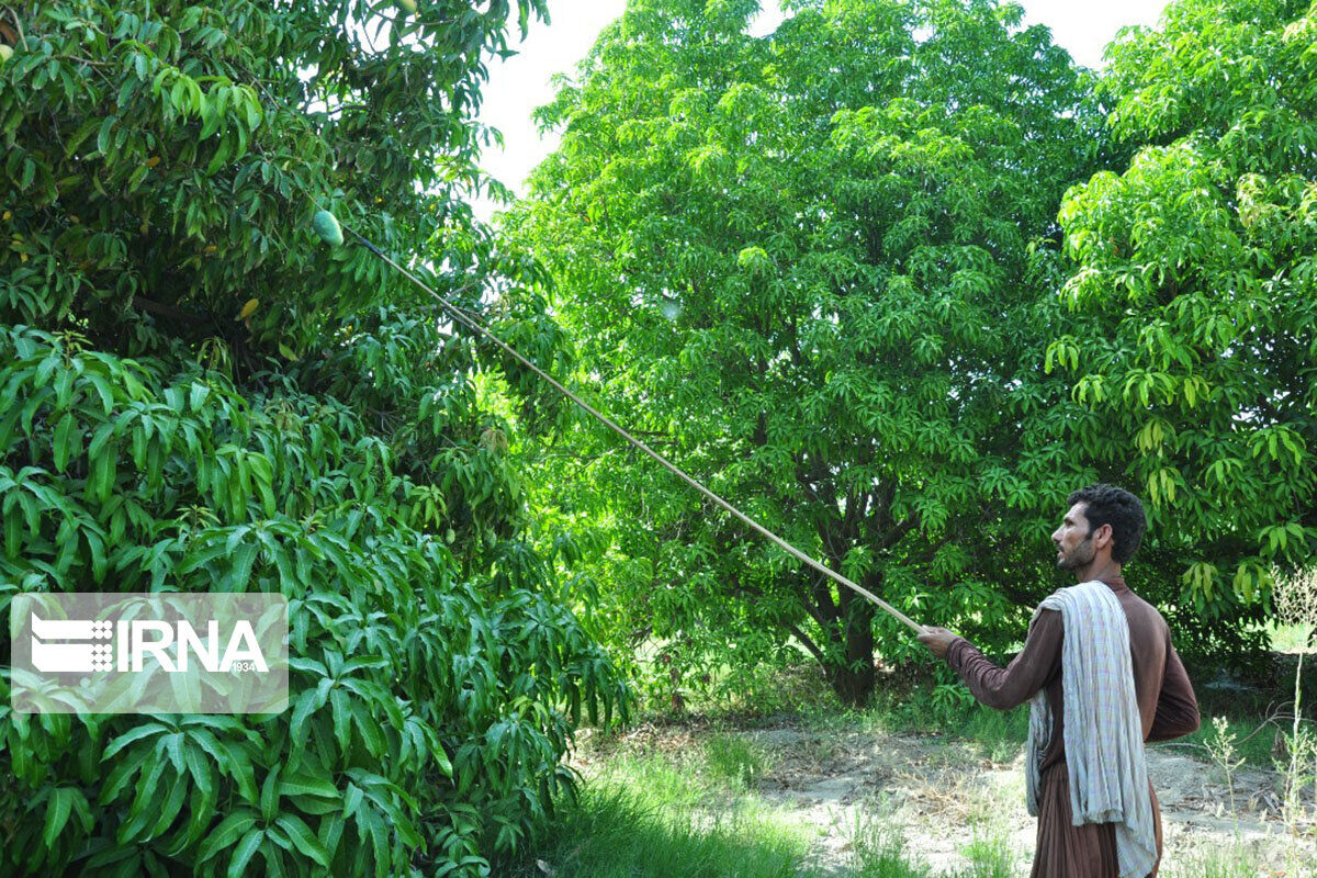 توسعه کشت گلخانه‌ای بهبود معیشت مردم هرمزگان را به دنبال دارد