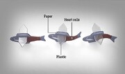 ساخت ربوماهی زنده از سلول‌های قلب انسان