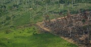 تشدید جنگل‌زدایی در آمازون؛ ثبت رکورد جدید در ژانویه ۲۰۲۲