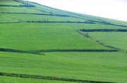  شرکت‌های تعاونی تولید ۲۵ درصد اراضی کشاورزی گلستان زیرپوشش دارند