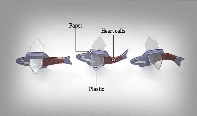 ساخت ربوماهی زنده از سلول‌های قلب انسان