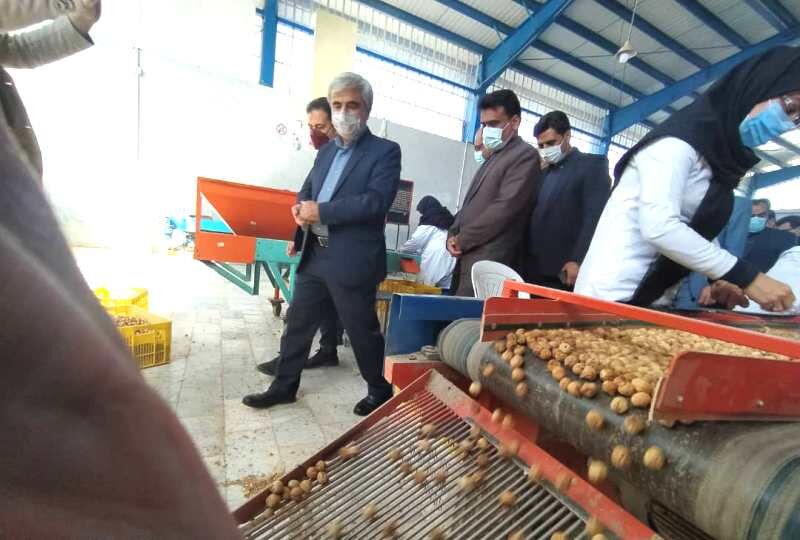 کارخانه فرآوری انجیر در استهبان به بهره برداری رسید کارخانه فرآوری انجیر در استهبان به بهره برداری رسید