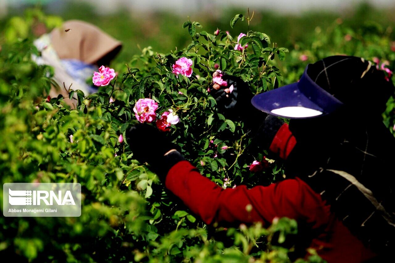 همایش ملی نقش‌آفرینی زنان روستایی و عشایری در توسعه پایدار برگزار می‌شود