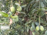 Tropische und subtropische Früchte des Iran im Wert von 509 Millionen Dollar exportiert