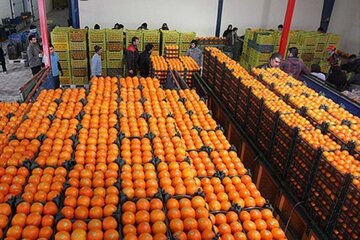 ۲۴۵ تُن میوه شب عید در سردخانه های استان سمنان ذخیره شد