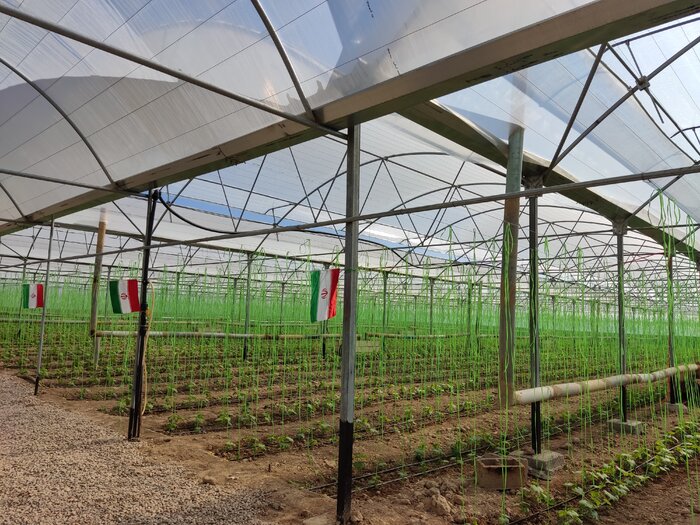 کشت گلخانهای راهکاری موثر برای مقابله با چالشهای کشاورزی در قم