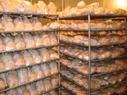 روزانه حدود ۲۰۰ تن مرغ در استان همدان تولید می‌شود