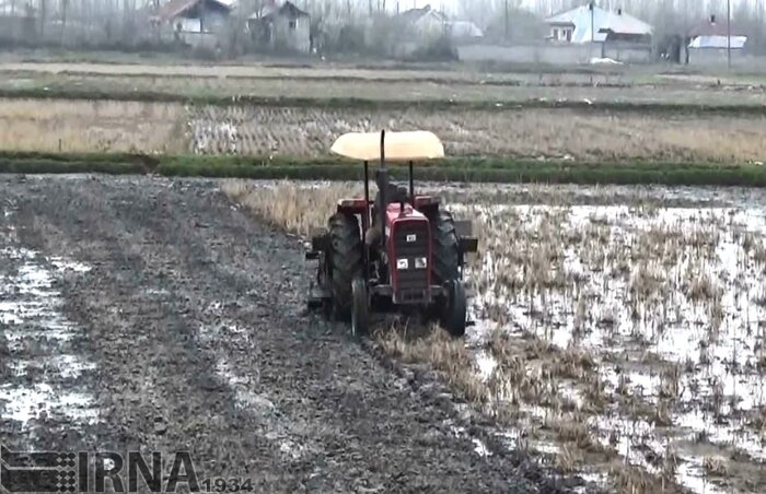 سایه سنگین خشکسالی بر روی شالیزارهای گیلان