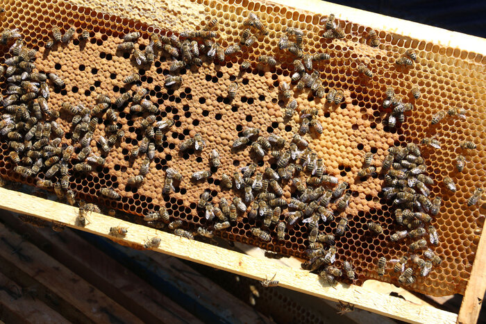 توسعه کشت محصولات ارگانیگ در گلستان نیازمند حمایت و سرمایهگذاری