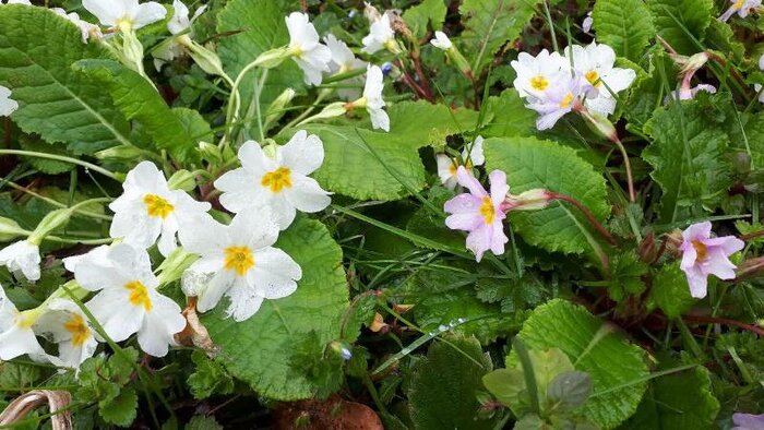 نوید بهار و نوروز با ظهور پامچالهای وحشی در جنگلهای گیلان
