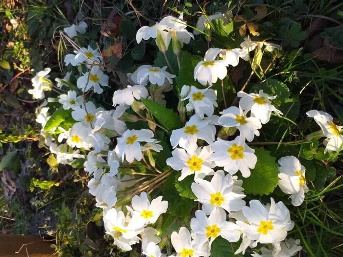 نوید بهار و نوروز با ظهور پامچالهای وحشی در جنگلهای گیلان