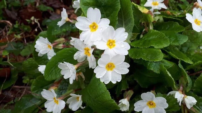 نوید بهار و نوروز با ظهور پامچالهای وحشی در جنگلهای گیلان