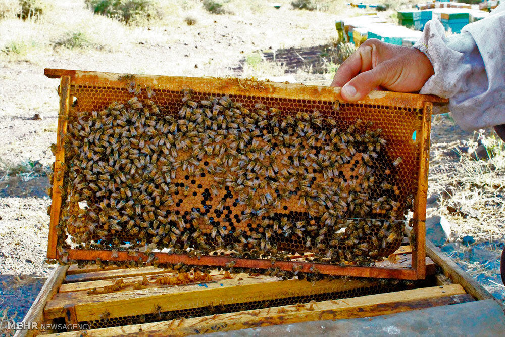صادرات عسل از استان مرکزی ۱۰۰ درصد افزایش یافت