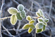 توصیه‌های کارشناس هواشناسی استان همدان برای حفظ اراضی و باغات در برابر سرما