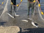 صید ماهیان استخوانی در مازندران حدود ۳۵ درصد کاهش یافت