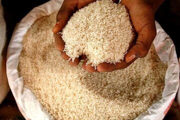 معاون وزیر جهاد کشاورزی : ۷۰درصد نیاز برنج کشور در داخل تولید می شود