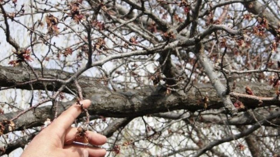 آغاز پاکسازی ۱۱هکتار از باغات مهریز 