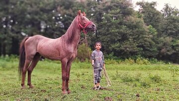 Le cheval caspien vers la reconnaissance internationale