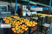 خرید میوه تنظیم بازار برای ایام نوروز به صورت متمرکز انجام شد