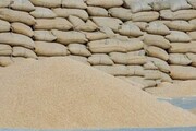 واردات ۶.۲ میلیون تن گندم تا پایان بهمن ماه